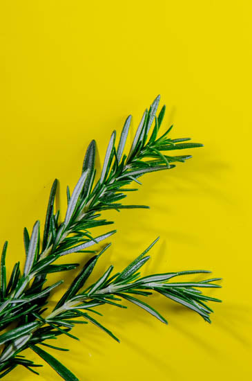 Essential oil Rosemary · 10 ml
